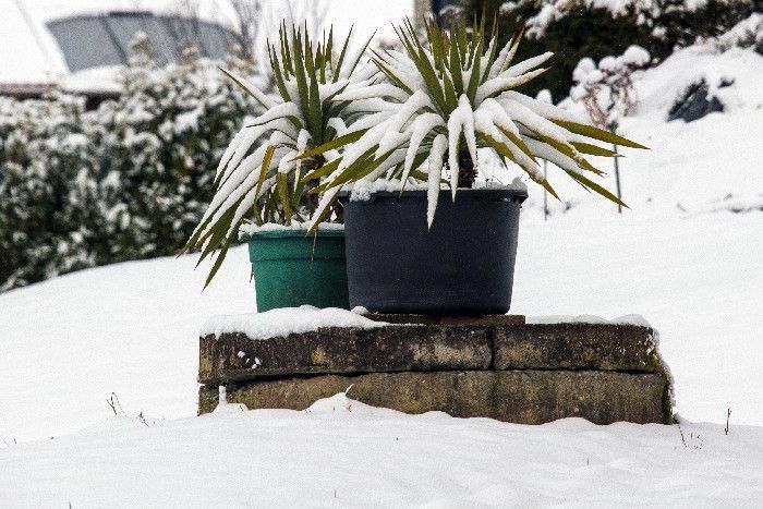 Zwei kleine Palmen im Schnee